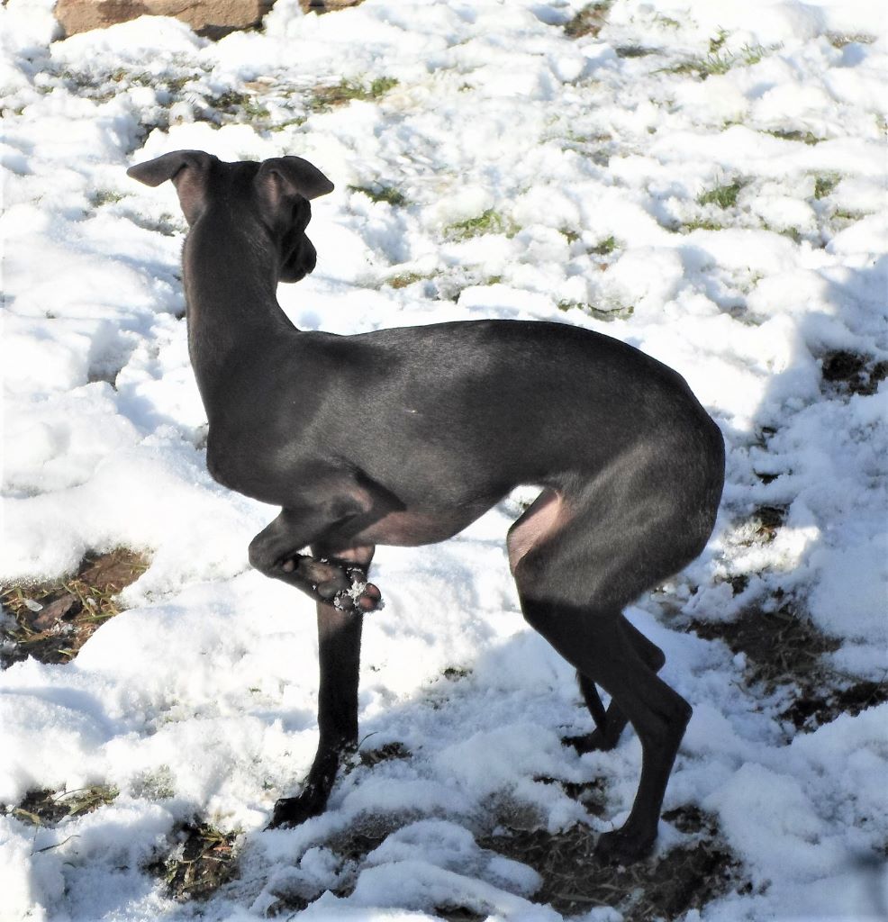 Neige éternelle De La Ribière Des Brumes