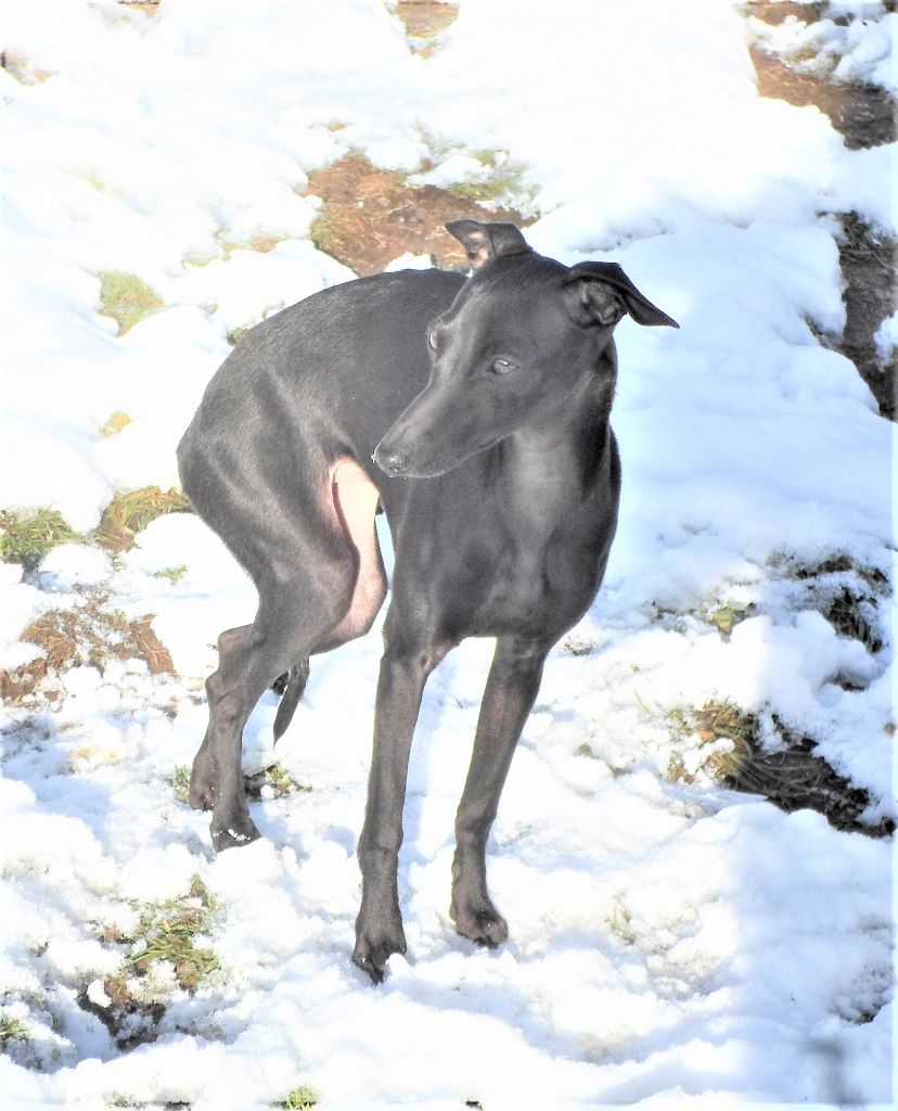 Neige éternelle De La Ribière Des Brumes