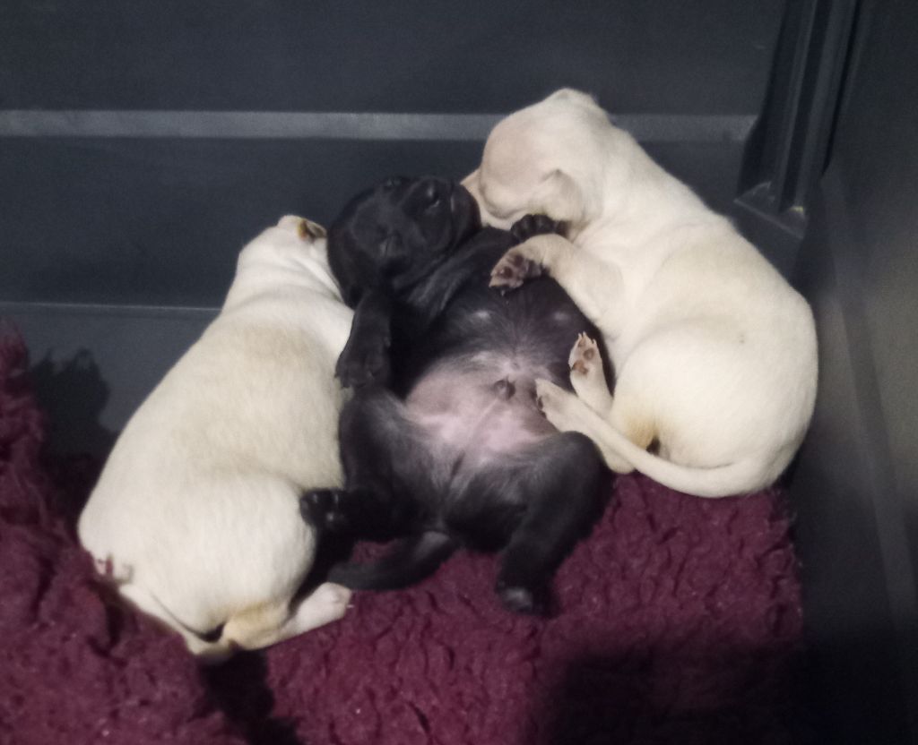 chiot Petit Levrier Italien De La Ribière Des Brumes