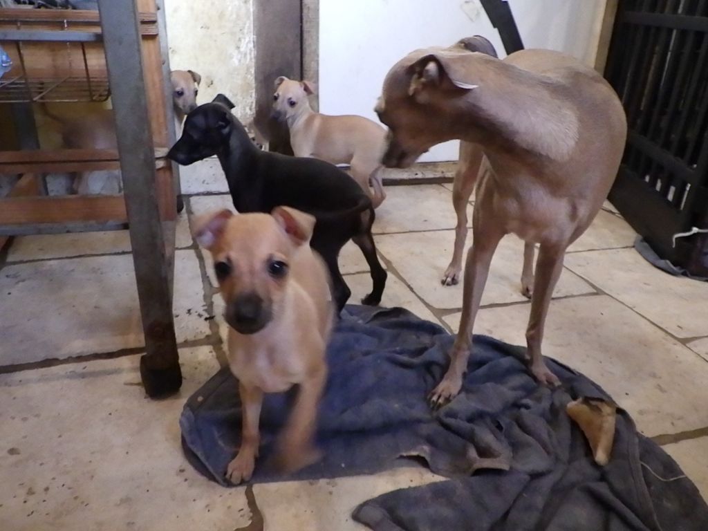 chiot Petit Levrier Italien De La Ribière Des Brumes