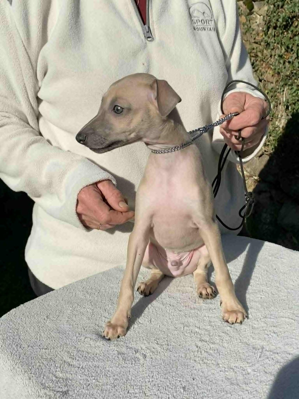 De La Ribière Des Brumes - Chiots disponibles - Petit Levrier Italien