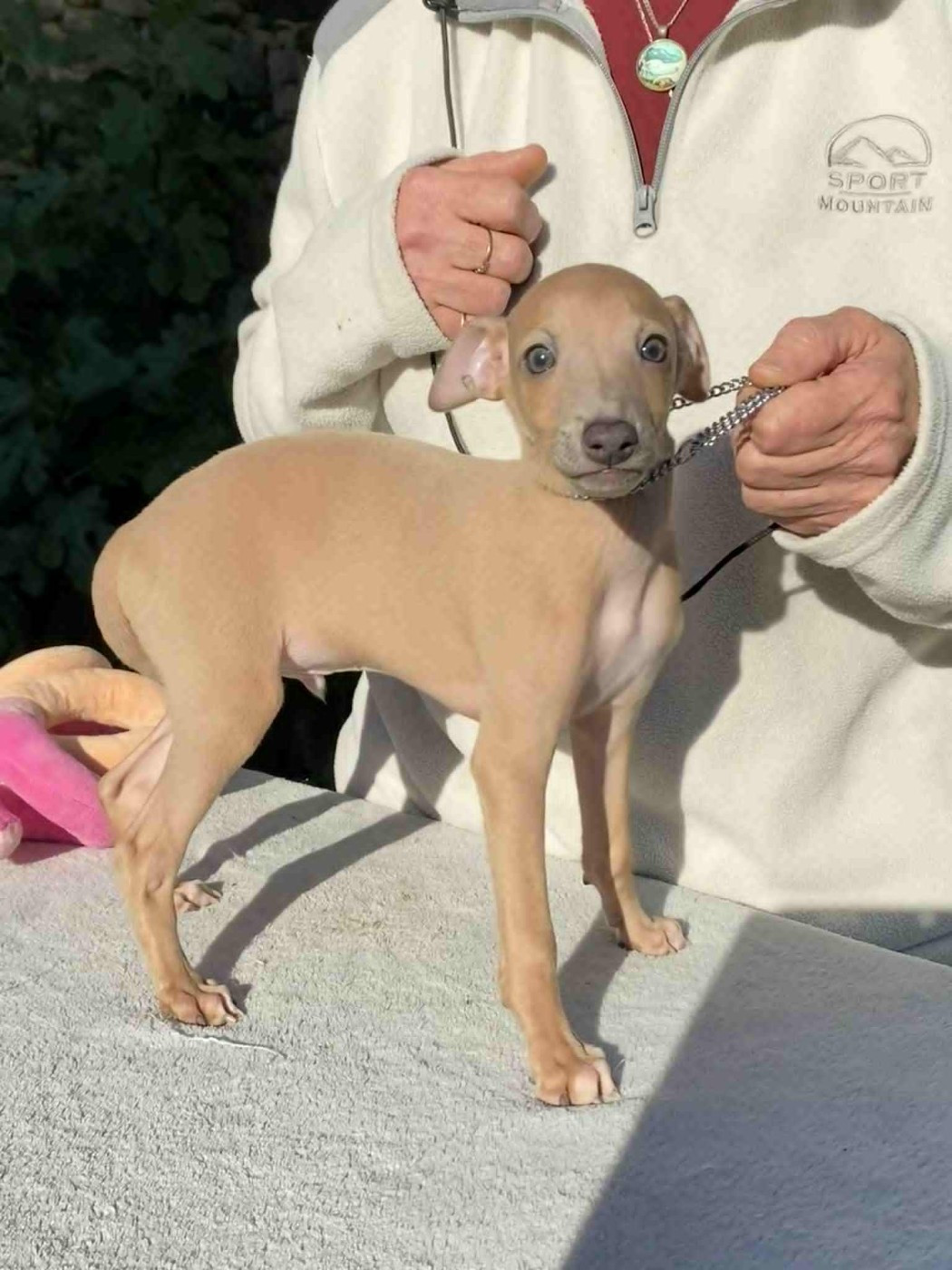 De La Ribière Des Brumes - Chiots disponibles - Petit Levrier Italien