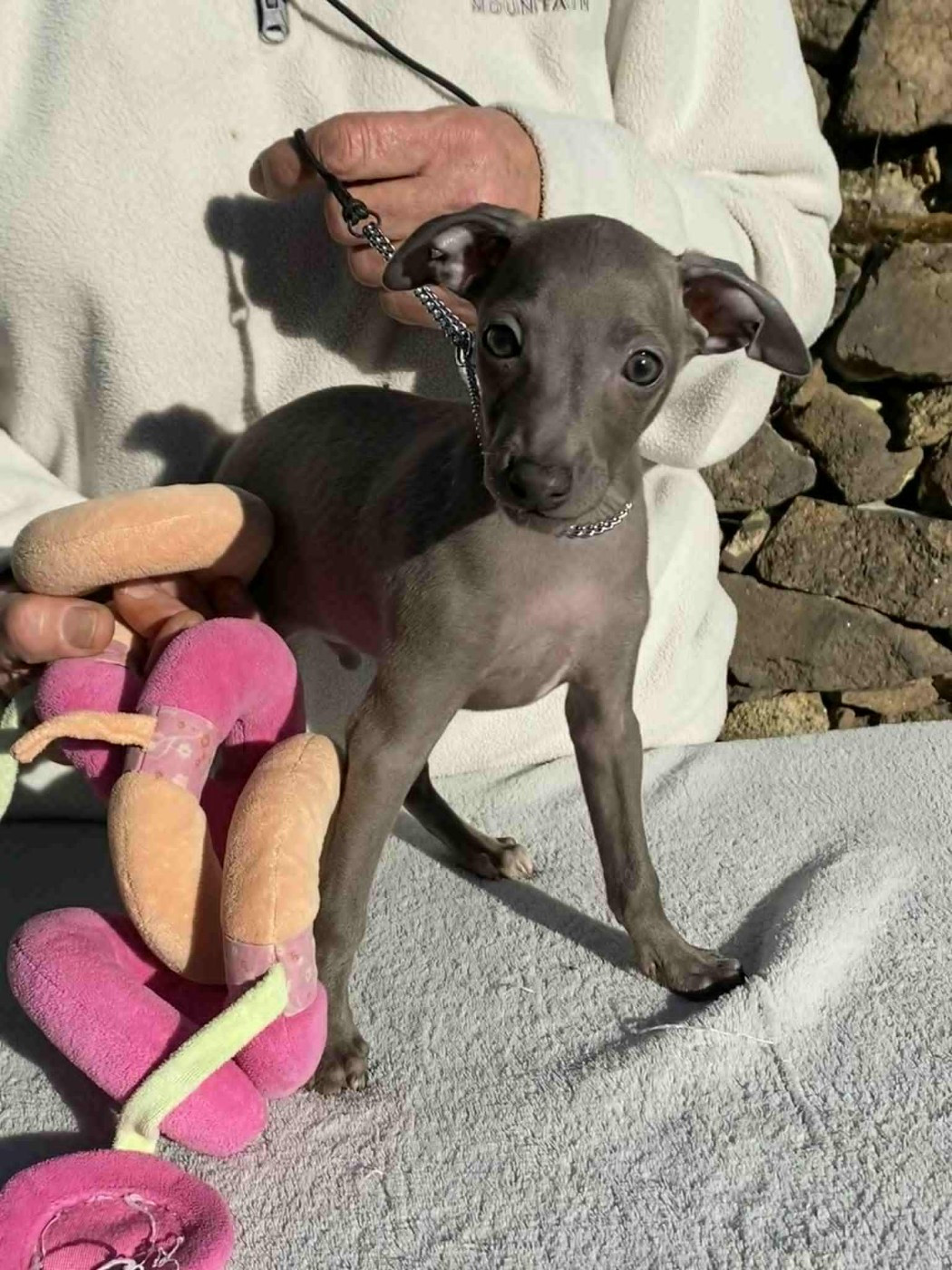 De La Ribière Des Brumes - Chiots disponibles - Petit Levrier Italien