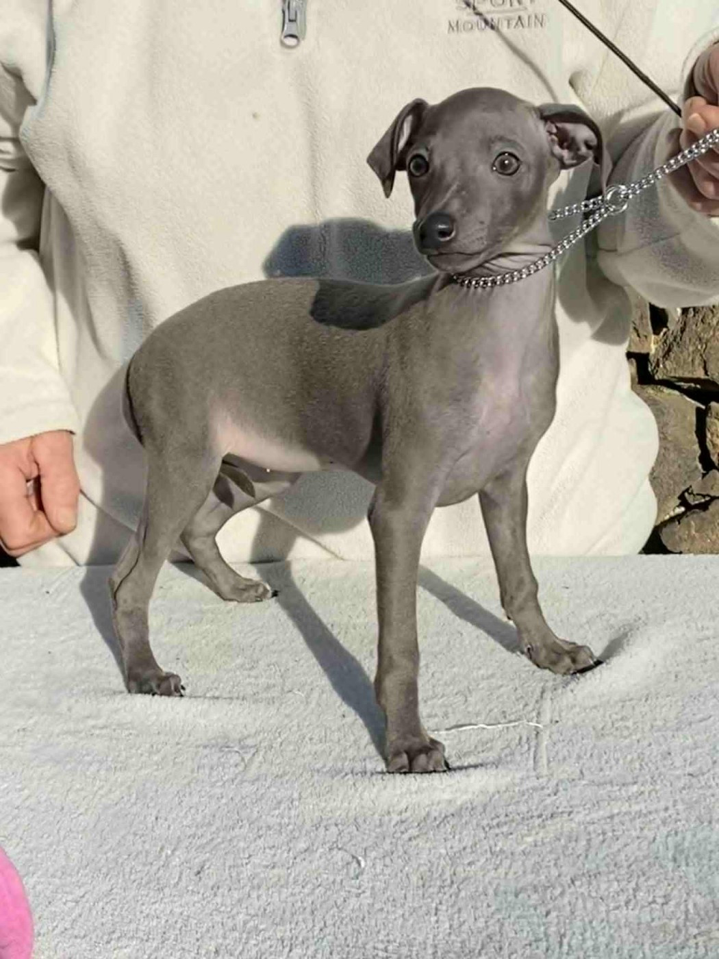 De La Ribière Des Brumes - Chiots disponibles - Petit Levrier Italien