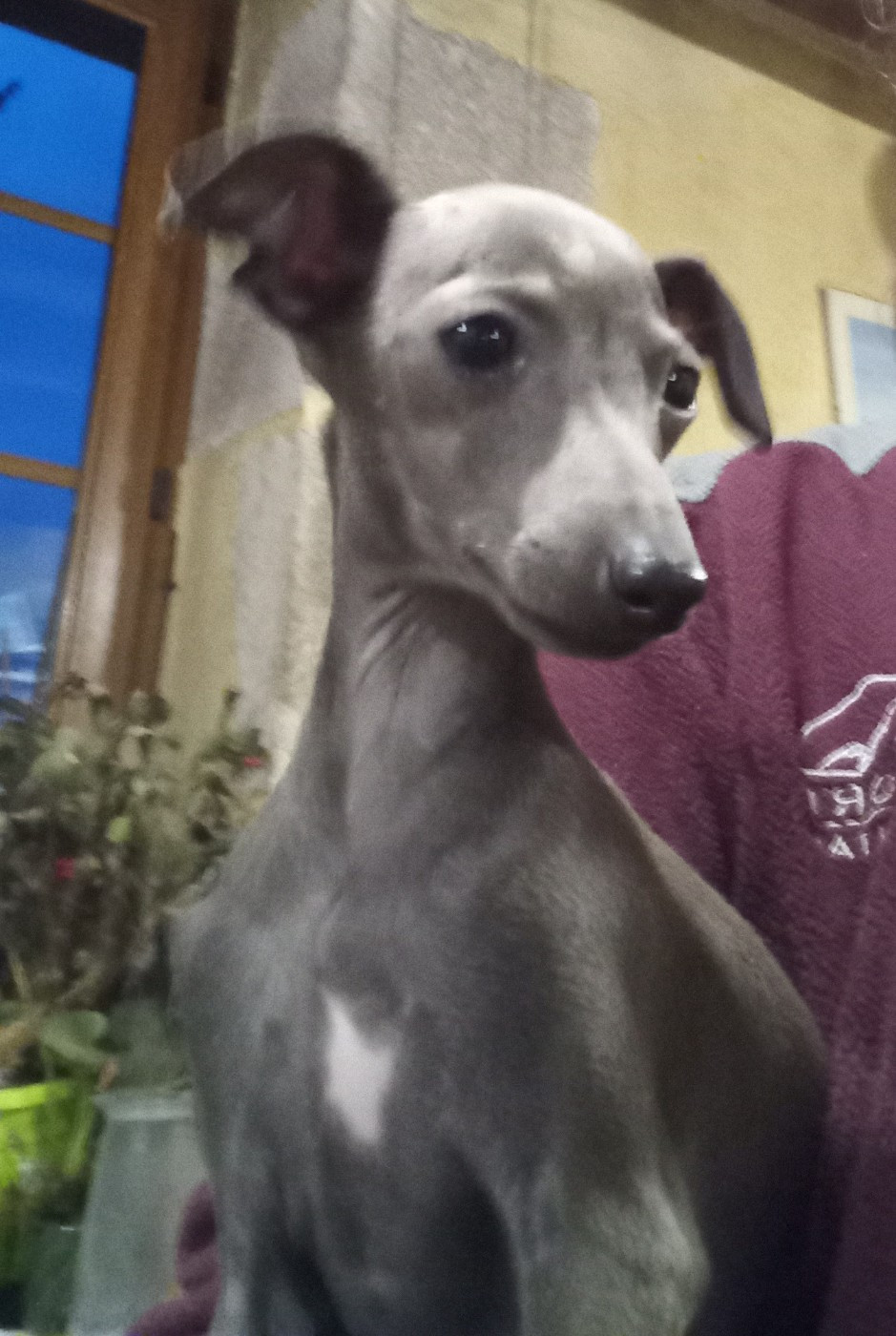 De La Ribière Des Brumes - Petit Levrier Italien - Portée née le 09/07/2025