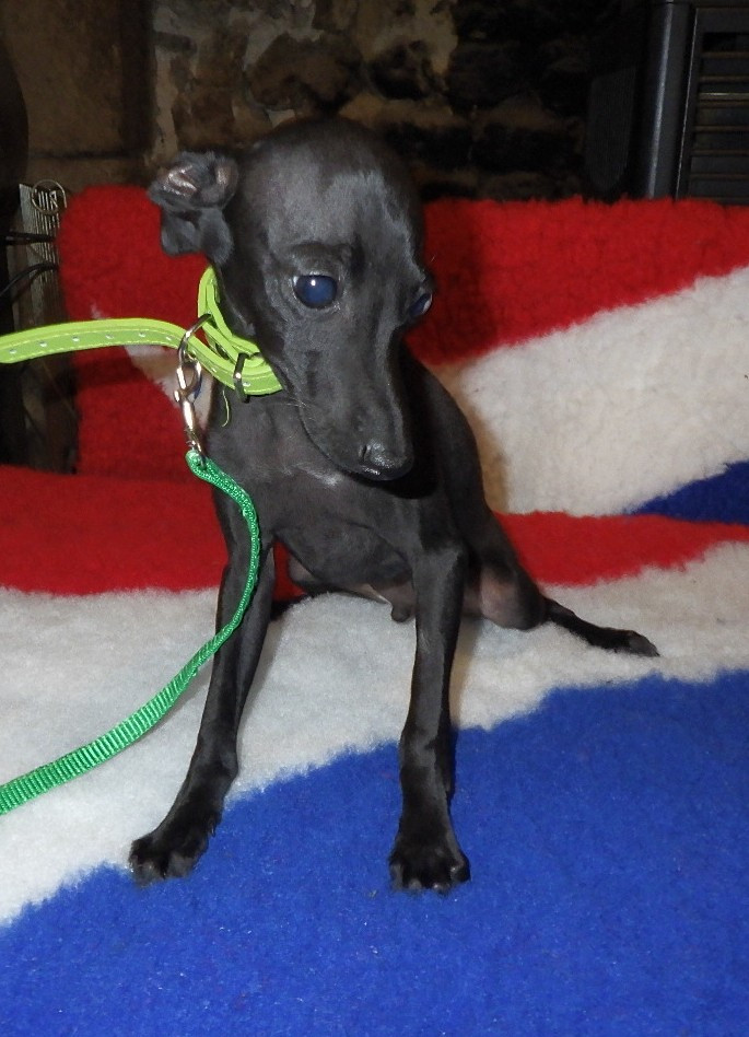 De La Ribière Des Brumes - Chiots disponibles - Petit Levrier Italien