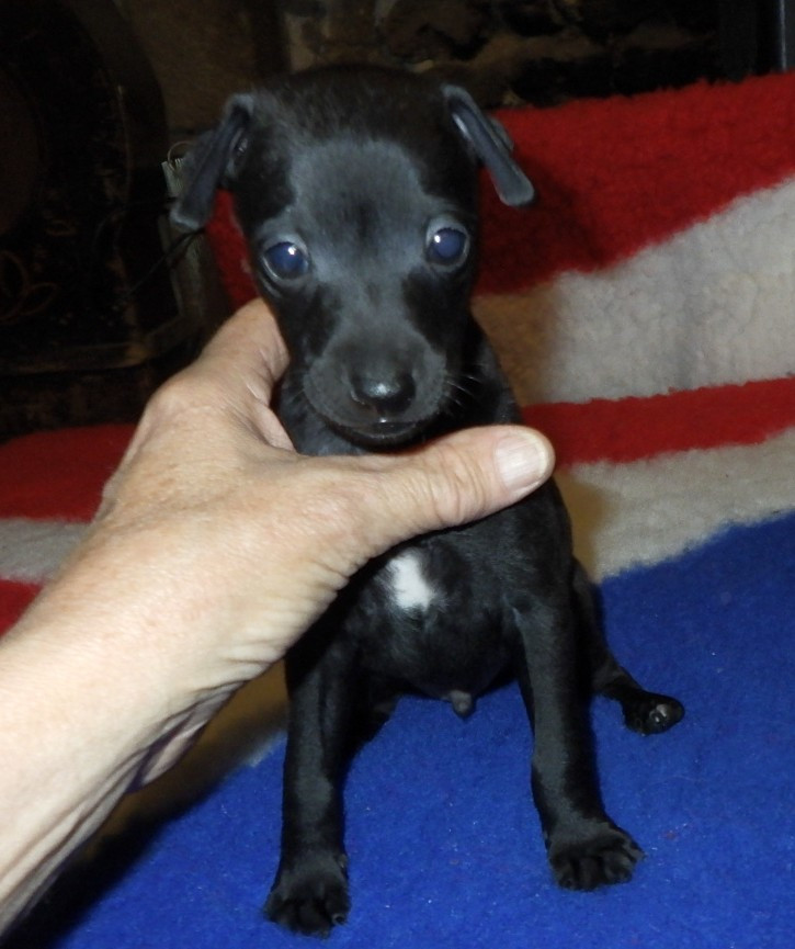 De La Ribière Des Brumes - Chiots disponibles - Petit Levrier Italien