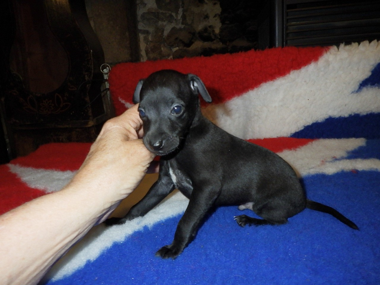 De La Ribière Des Brumes - Chiots disponibles - Petit Levrier Italien