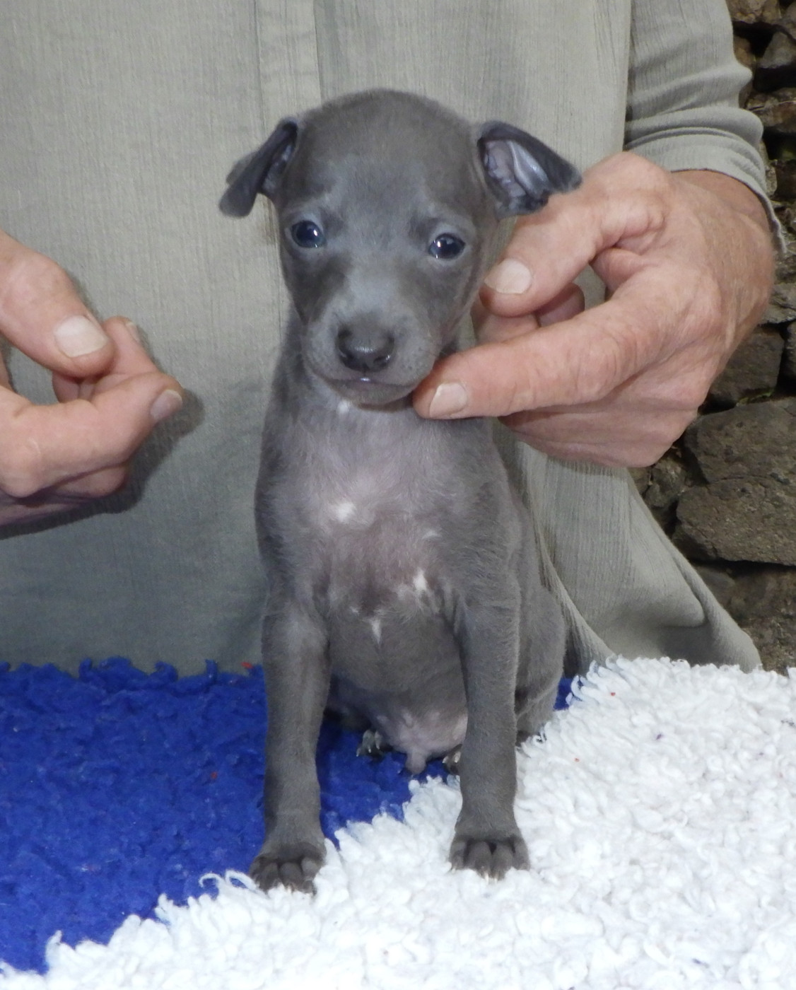 De La Ribière Des Brumes - Chiots disponibles - Petit Levrier Italien