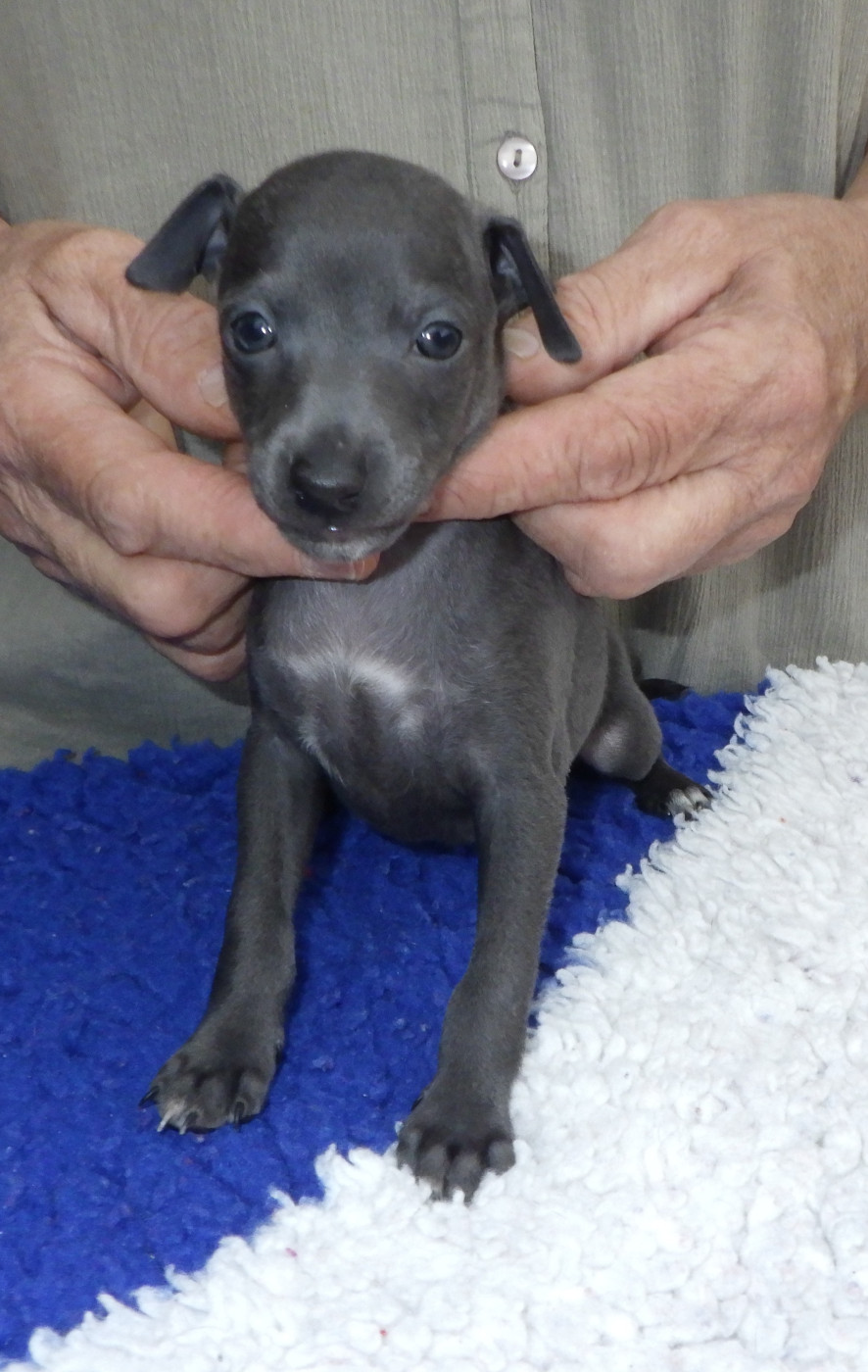 De La Ribière Des Brumes - Chiots disponibles - Petit Levrier Italien
