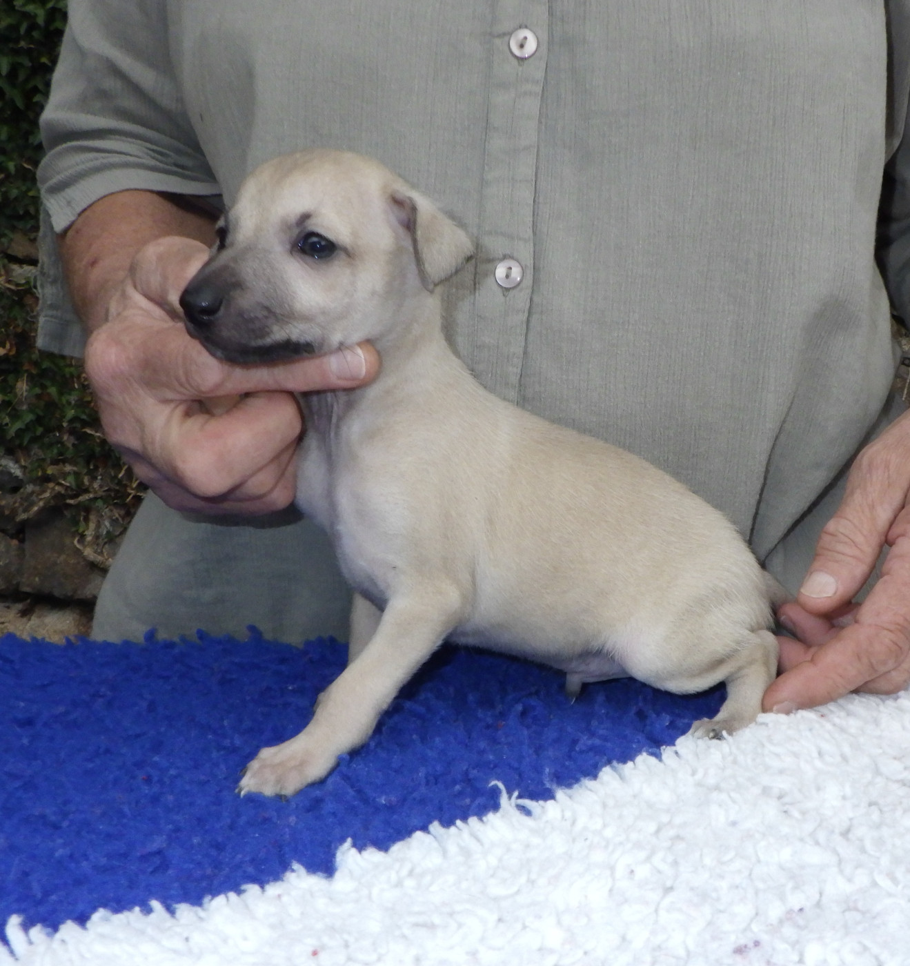 De La Ribière Des Brumes - Chiots disponibles - Petit Levrier Italien