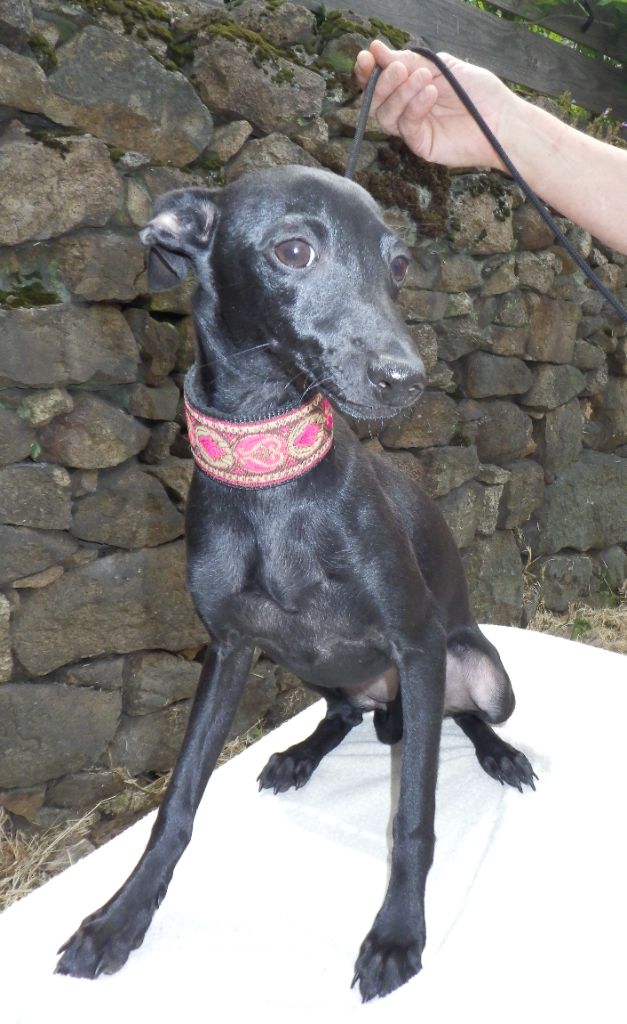 De La Ribière Des Brumes - Chiots disponibles - Petit Levrier Italien