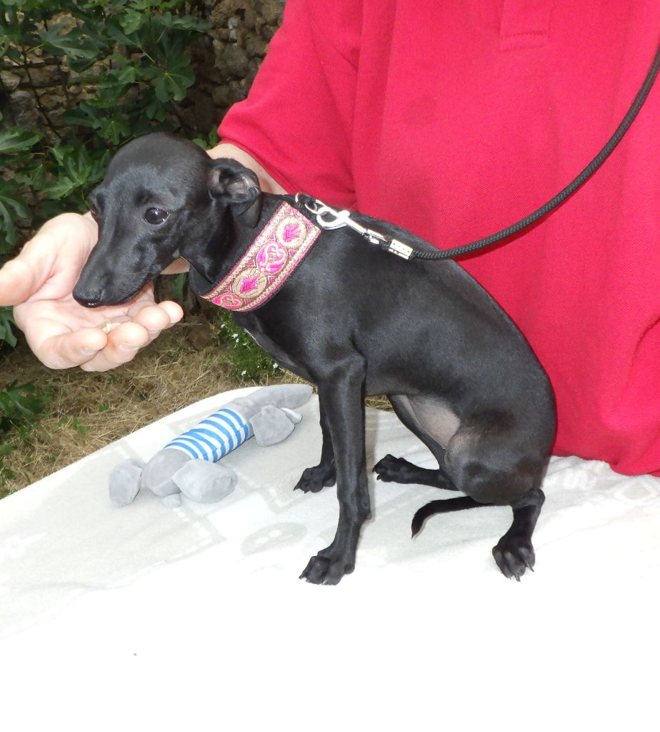 De La Ribière Des Brumes - Chiots disponibles - Petit Levrier Italien