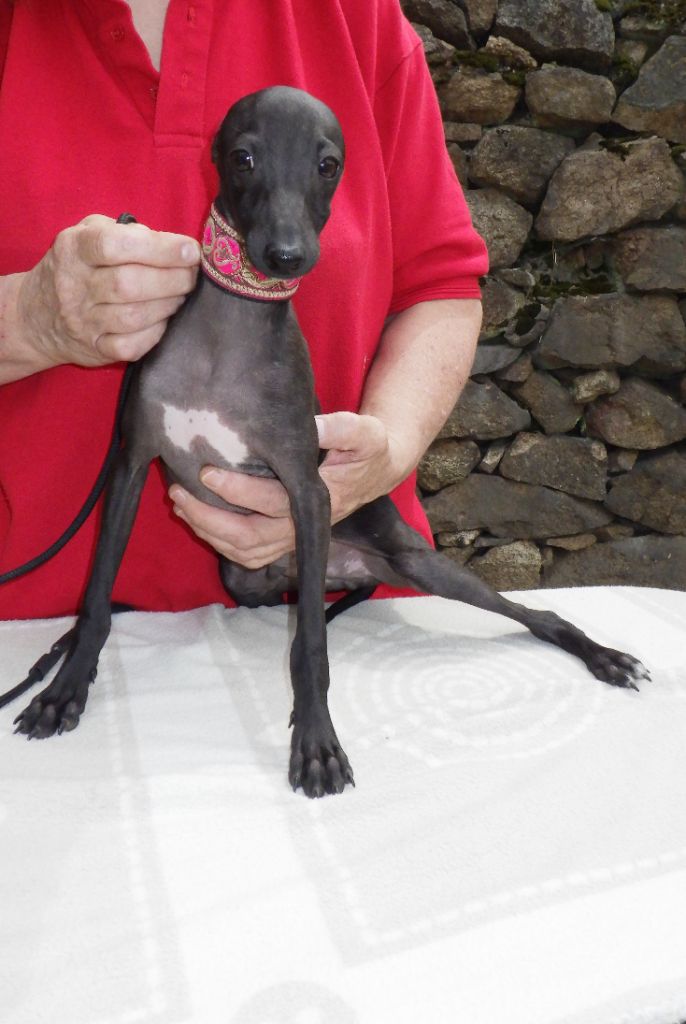 De La Ribière Des Brumes - Chiots disponibles - Petit Levrier Italien