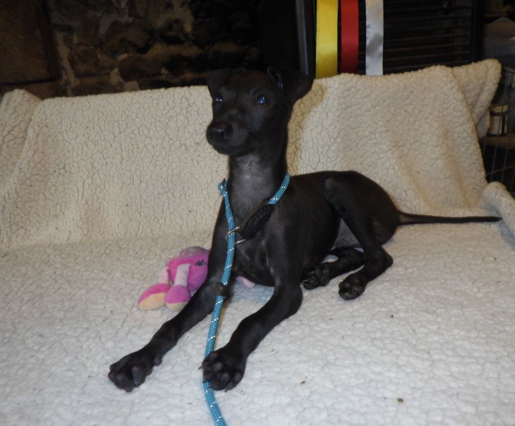 De La Ribière Des Brumes - Chiots disponibles - Petit Levrier Italien