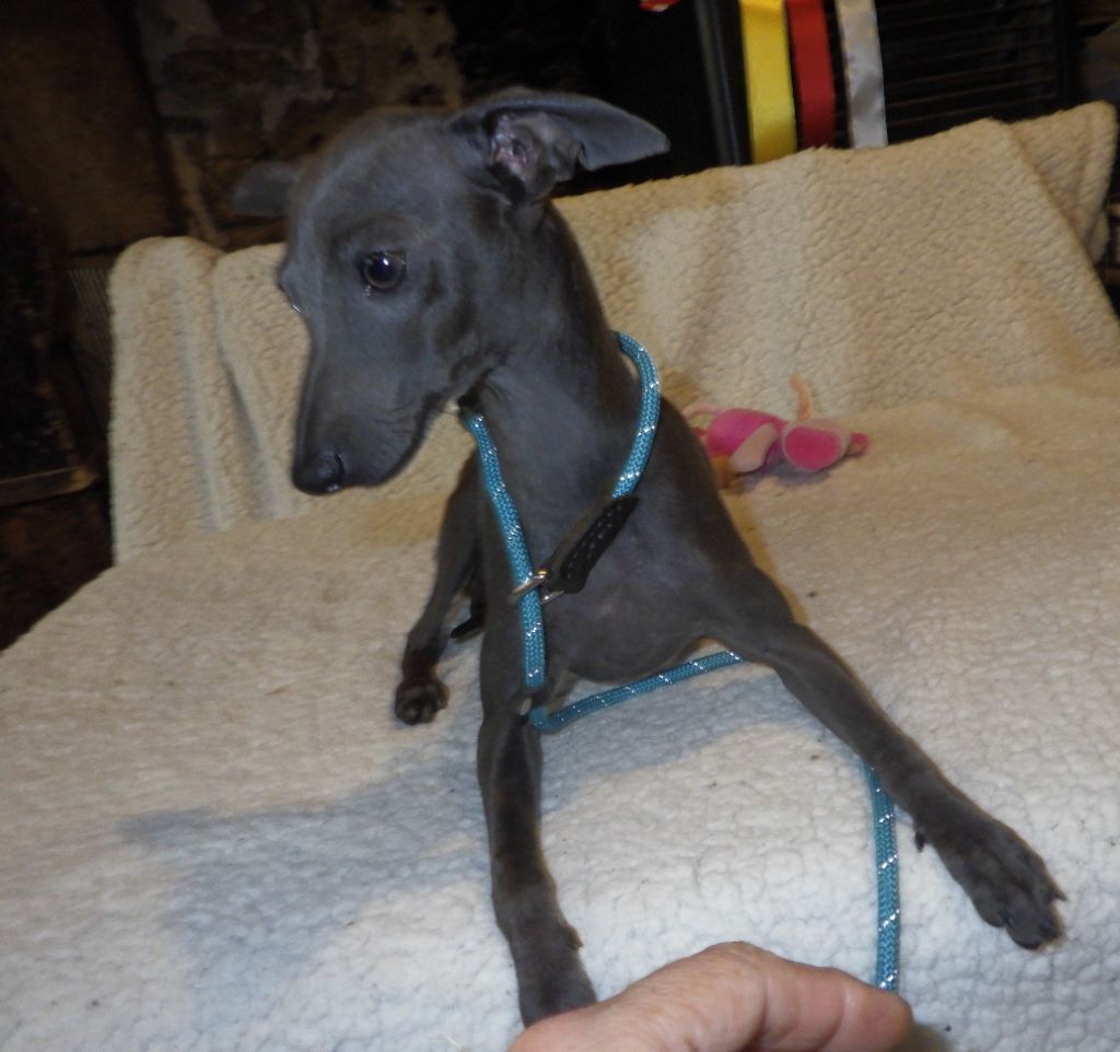 De La Ribière Des Brumes - Chiots disponibles - Petit Levrier Italien